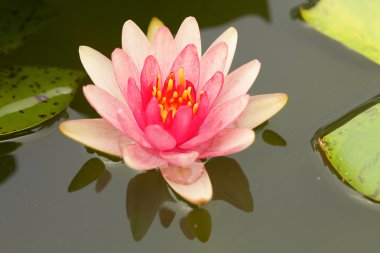 tropikal lotus çiçeği