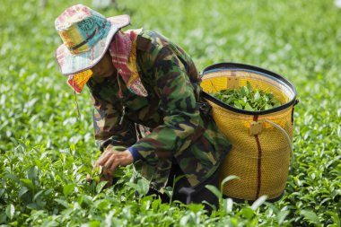 İnsanlar çay plantasyon Tayland çalışma
