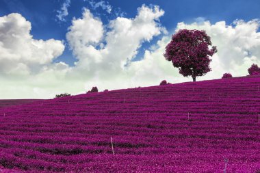 Tayland 'da çay tarlaları.
