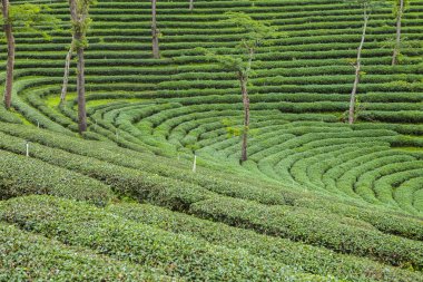 Tayland 'da çay tarlaları.