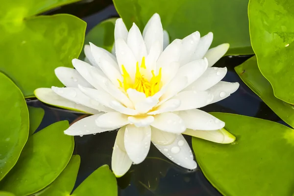 tropikal lotus çiçeği