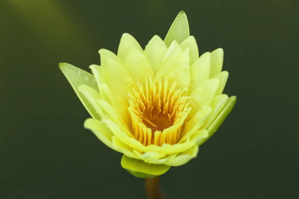 Flor de loto tropical —  Fotos de Stock