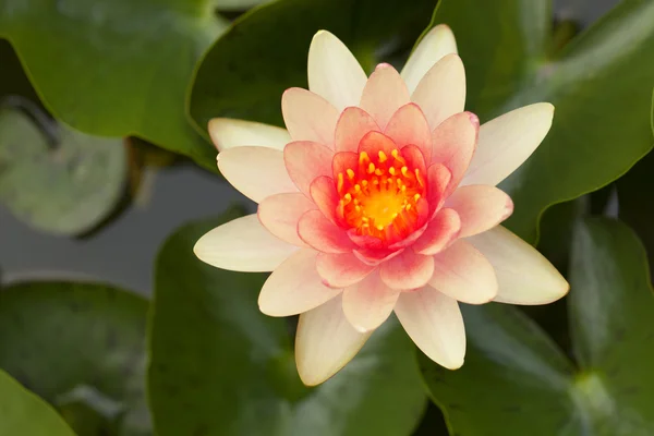 Tropical Lotus Flower — Stock Photo, Image