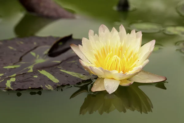 Tropische lotusbloem — Stockfoto