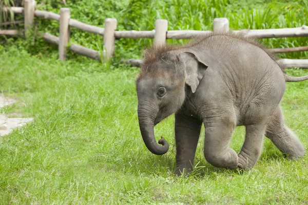 Elefante — Fotografia de Stock