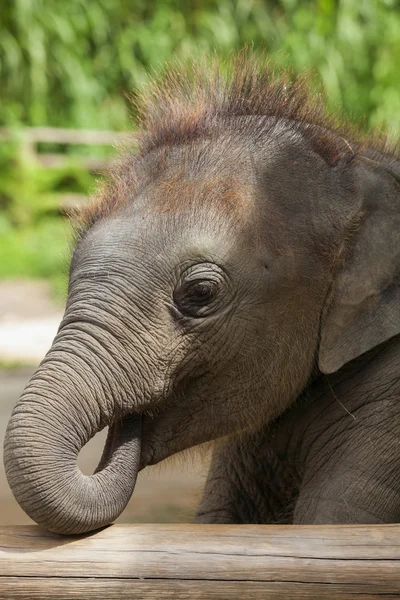 Elefante — Fotografia de Stock