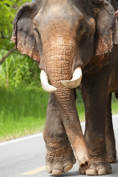 Elefante — Foto Stock