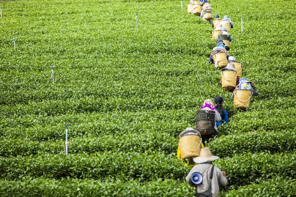 Люди работают на чайной плантации в Таиланде — стоковое фото