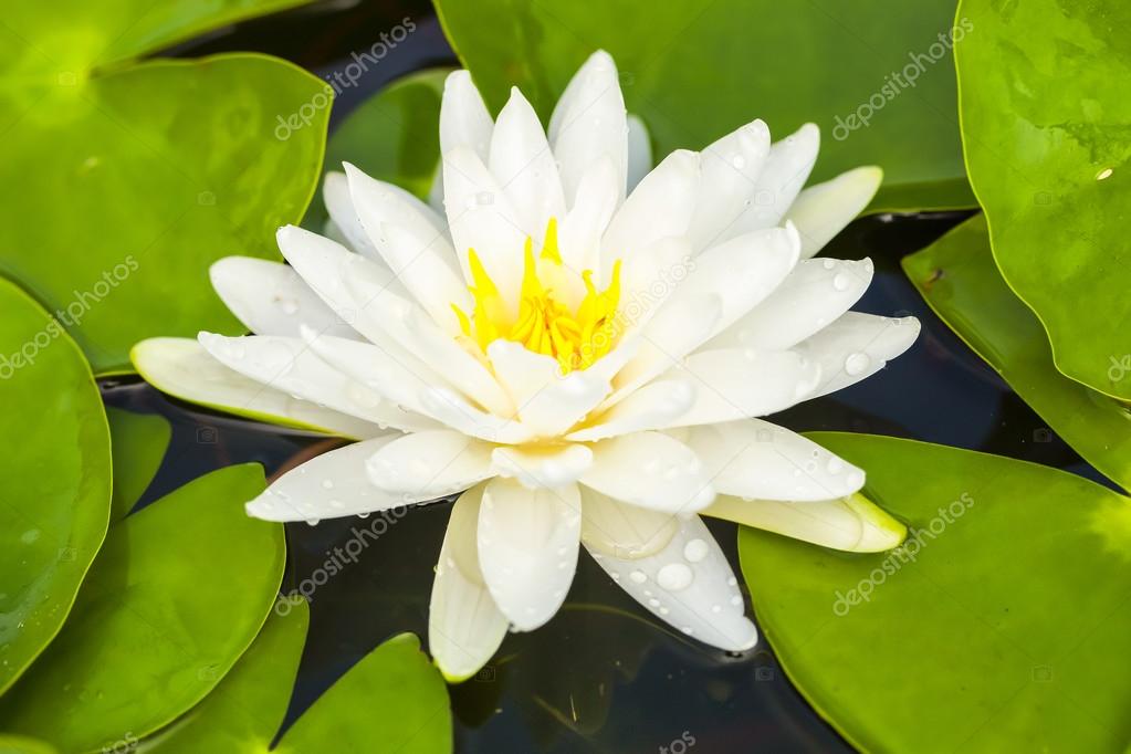 Tropical Lotus Flower
