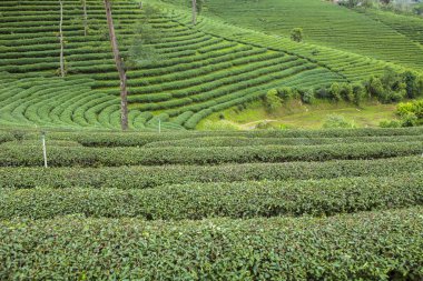 Tayland 'da çay tarlaları.