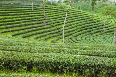 Tayland 'da çay tarlaları.