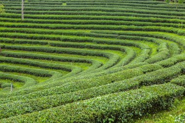 Tayland 'da çay tarlaları.
