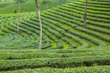 Tayland 'da çay tarlaları.