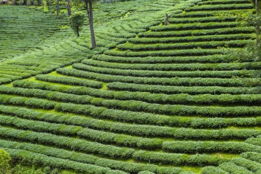 Tayland 'da çay tarlaları.