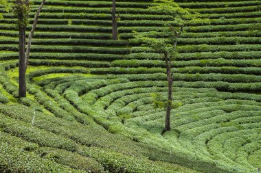 Tayland 'da çay tarlaları.