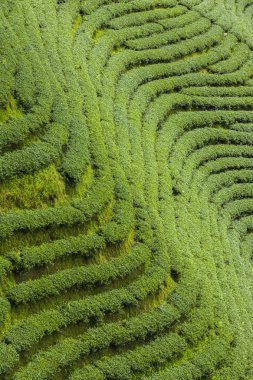 Tayland 'da çay tarlaları.