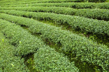 Tayland 'da çay tarlaları.