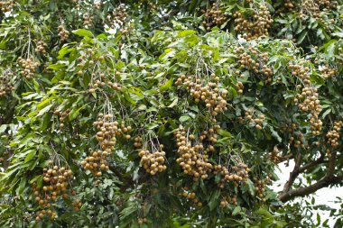 Longan ağaç üzerinde.