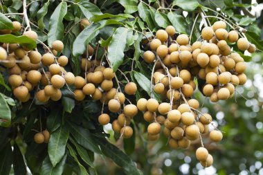 Longan ağaç üzerinde.