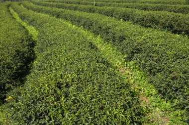 Tayland 'da çay tarlaları.