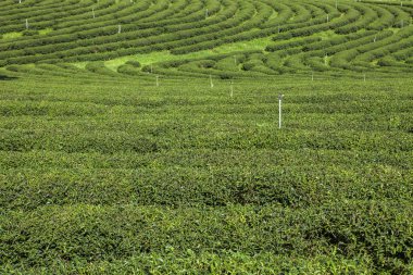 Tayland 'da çay tarlaları.