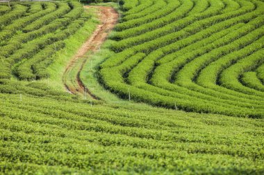 Tayland 'da çay tarlaları.