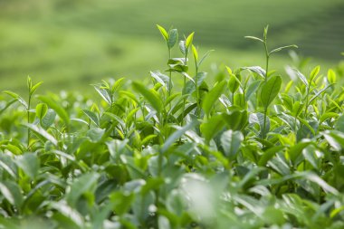 Tayland 'da çay tarlaları.