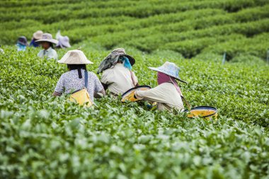 İnsanlar çay plantasyon Tayland çalışma