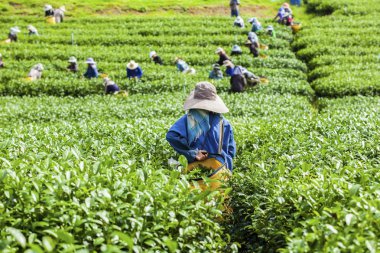 İnsanlar çay plantasyon Tayland çalışma