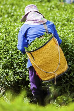 İnsanlar çay plantasyon Tayland çalışma