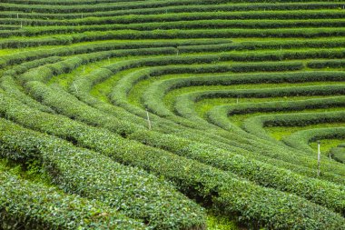 Tayland 'da çay tarlaları.