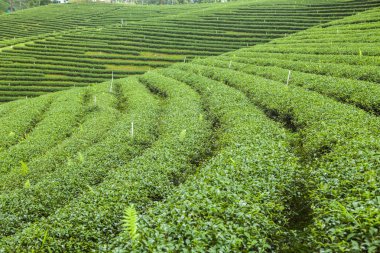 Tayland 'da çay tarlaları.