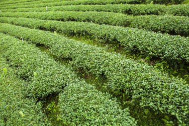 Tayland 'da çay tarlaları.