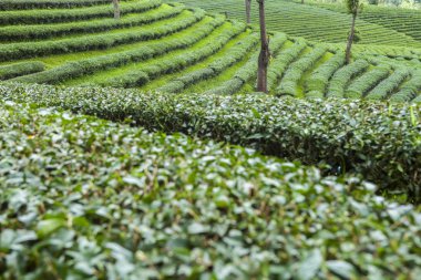 Tayland 'da çay tarlaları.