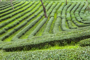 Tayland 'da çay tarlaları.