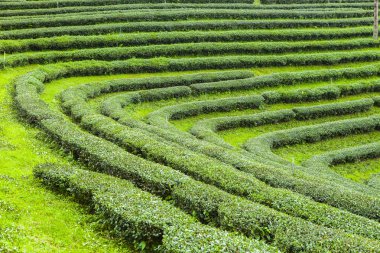 Tayland 'da çay tarlaları.