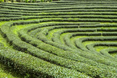Tayland 'da çay tarlaları.