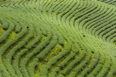 Tayland 'da çay tarlaları.