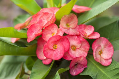 Kırmızı POI sian Çiçek bahçesinde çiçek açan yukarıya kapatmak