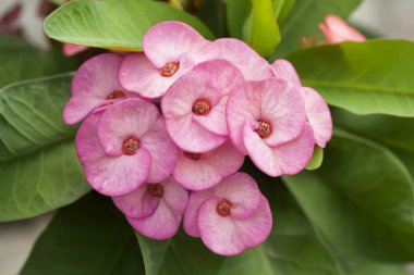 Kırmızı POI sian Çiçek bahçesinde çiçek açan yukarıya kapatmak