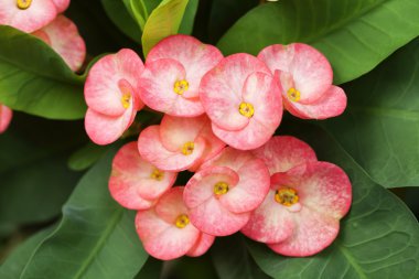 Kırmızı POI sian Çiçek bahçesinde çiçek açan yukarıya kapatmak