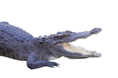 Timsah beyaz zemin üzerine.