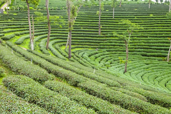 Tea plantations in Thailand. — Stock Photo, Image