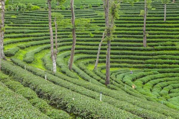 Plantaciones de té en Tailandia . —  Fotos de Stock