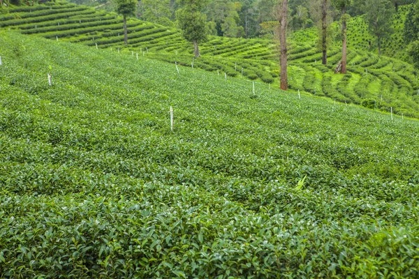 Plantaciones de té en Tailandia . —  Fotos de Stock