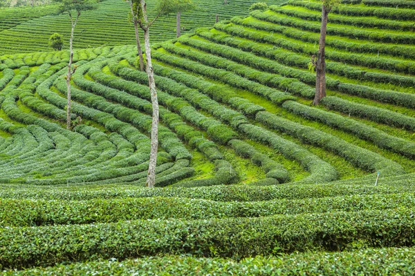 Tayland 'da çay tarlaları.