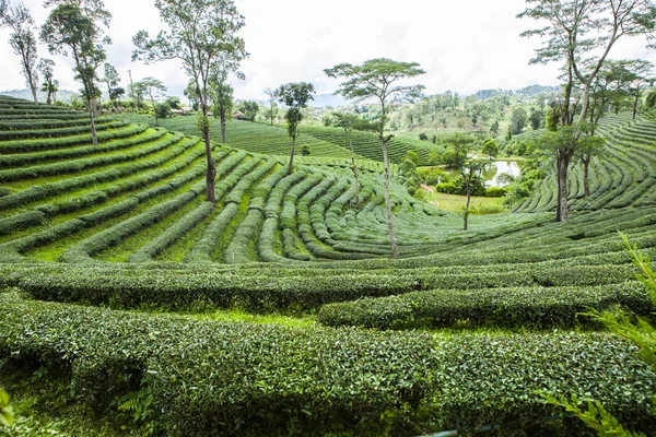 Plantaciones de té en Tailandia . —  Fotos de Stock