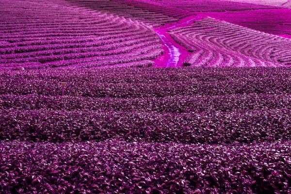 Tayland 'da çay tarlaları. — Stok fotoğraf