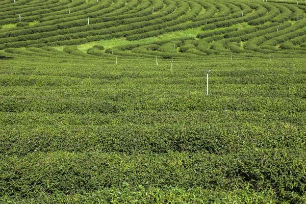 泰国的茶园. — 图库照片