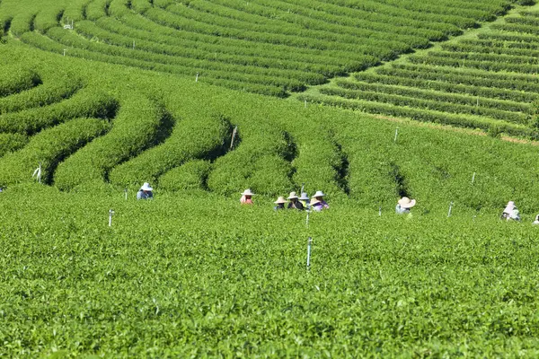 人在泰国的茶叶种植园工作 — 图库照片